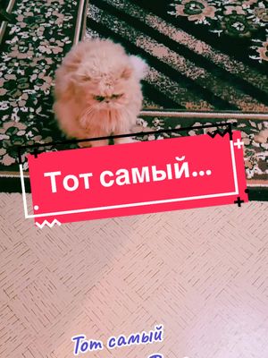 A post by @lusjaundniki on TikTok caption: #кот #котникита #длятебя #fürdich #fypシ