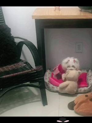 A post by @patyrodrigues701 on TikTok caption: #foryou #humor #PetsOfTikTok