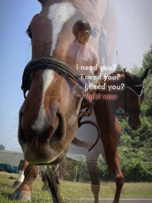 A post by @themaneclub on TikTok caption: I need you #horsesoftiktok #horsesoftiktok🐴 #horsetok #equestriantiktok #equestriantiktokcommunity #horsetok #foryou #horse #fyp #thoroughbred #ineedyou #ineedyourightnow 