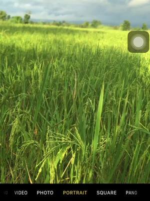 A post by @usersvv9p04e3m on TikTok caption: បងជាអ្នកចំកា