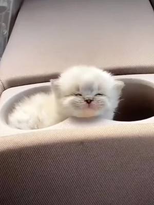 A post by @aminminyo on TikTok caption: #cat #cats #pet #pets 