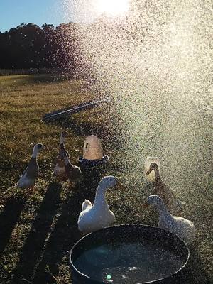 A post by @ali_just_jiggin on TikTok caption: their favorite time of day, the ducks absolutely love being sprayed with the water hose  #fyp #ducks #pekin #indianrunnerducks 