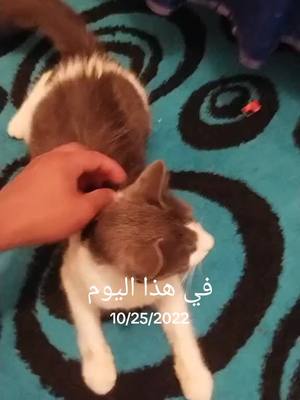 A post by @simoitri on TikTok caption: #في هذا اليوم