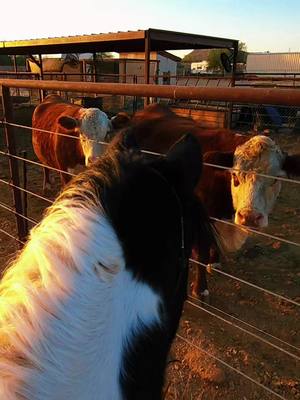 A post by @melissaaudrinajoh on TikTok caption: Jez confronting cows 🐄 🤣 #mustang #tennesseewalker #horsesoftiktok #horses #horse #fypシ #neighborhoodrides #