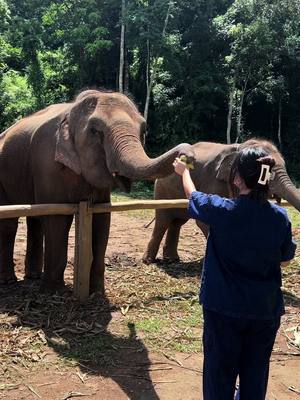 A post by @levanpham01 on TikTok caption: Btw ich wsr zuletzt vor 9 Jahren im Tierpark/Zoo bevor ich Hier gecancelt werde😭🫠🐘|| IG: @levanpham