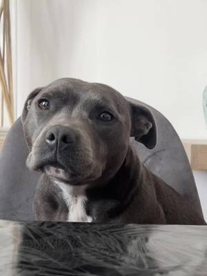 A post by @syrahstaffie on TikTok caption: Journee fatiguante 🐶💤#pourtoi #fypシ #fypシ゚viral #fyp #fypage #staffy #chien #Love #loveyou #chiot #foryou #foryoupage #bleu 