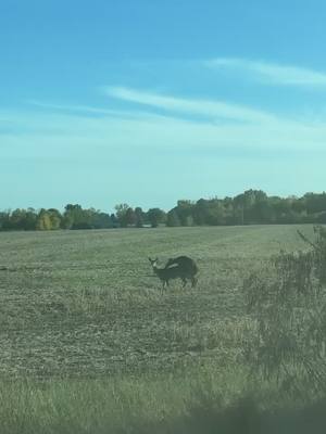 A post by @k9shaffer on TikTok caption: #fyp #deer #breading #addme 