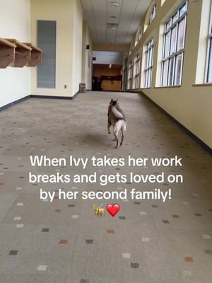 A post by @heyitslee_bekind on TikTok caption: Even working dogs need breaks and doses of love. We are thankful for our family! #servicedogintraining #gsd #breaktimefun #worklifebalance #noteverydisabilityisvisible #bekind #Love #secondfamily #blessed #dogsoftiktok #ivy 