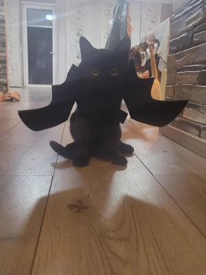 A post by @luna_dog1o on TikTok caption: #halloween  #dracula #katzehalloween  #fy  #foryou  #KittenVideos  #drakula