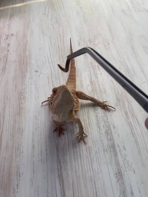 A post by @emmsimemmsi on TikTok caption: Sid:) . . . . #animals #tiere #animalsoftiktok #bartagame #beardeddragon #beardeddragonsoftiktok #pogonavitticeps #beardeddragonsoftiktok #fürdich #foryou #fyp #fy 