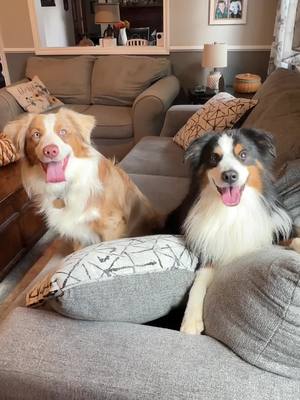 A post by @ridgetopaussies on TikTok caption: #eproselect #samsclub #australianshepherd #homeclean #seasonalshedding 