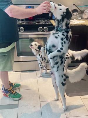 A post by @dalmatianventures on TikTok caption: Dog or human? #dal #dalmatian #dalmatiansoftiktok #dogsoftiktok #dogs #dogvideos #littermates #puppies #puppy #puppylove #puppiesoftiktok #101dalmatians #balance