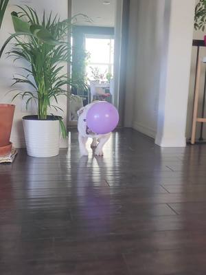 A post by @tiktak_umi on TikTok caption: Still Takumi and balloonsy 😄 #takumithebulldog 