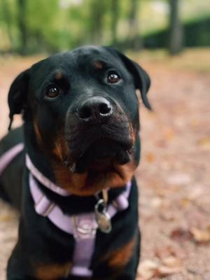 A post by @tyra_rotti on TikTok caption: Mum,mama,mummy!😝 #mum#mummy#mama#dogmum#dogsoftiktok#doglife#rotti#rottweiler#funnysound 