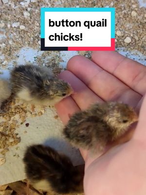 A post by @lemnipawsitive on TikTok caption: I made so many mistakes but at least these seem to be doing great #quail #buttonquail #cuteanimals #babyanimals 