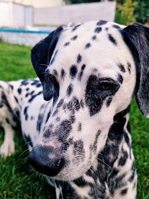 A post by @mel_bru80 on TikTok caption: 🙈🙈🙈 #dalmatianlars#sharpeiemmchen#larsemmchen#dalmatiner#sharpei#fürdich#foryou#hundeliebegrenzenlos#liebegehtraus#realtalk#happydog#dog#paddyspfötchengang # 