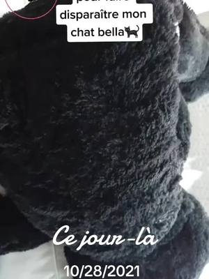 A post by @michelledumoudes on TikTok caption: #cejour-là #pourtoi #abonnés #foryoupage #chat#cat #chatbella🐈‍⬛❤🐈‍⬛ #ours Faire disparaître bella en 10 secondes on la reconnaît et voyait même pas 🐈‍⬛😺