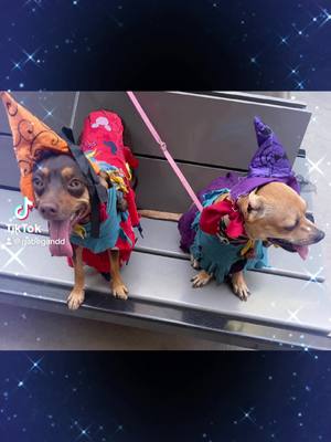 A post by @gabegandd on TikTok caption: #parati#foryoupage #viral#trending #Love#halloween #mascotas