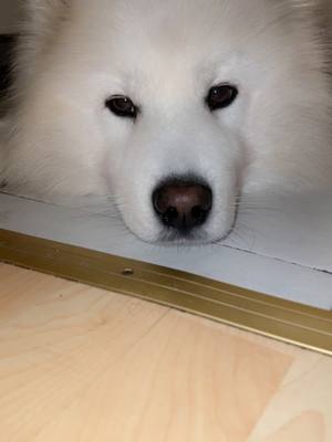 A post by @sallysasha99 on TikTok caption: #CapCutVelocity #vibes #dog #samoyed #hund 