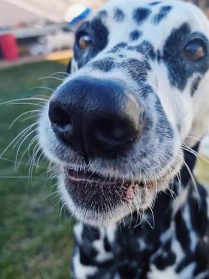 A post by @mel_bru80 on TikTok caption: Schleimer😅😅❤️❤️Guten Morgäääääääääääääähn❤️❤️❤️#dalmatianlars#sharpeiemmchen#larsemmchen#dalmatiner#realtalk#happydog#fürdich#foryou#dog#paddyspfötchengang#foryoupage#hundeliebegrenzenlos#liebegehtraus 