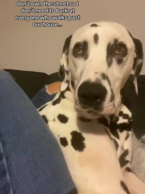 A post by @dominodalmatian on TikTok caption: Cute but guilty face 😂  #dogsoftiktok #foryou #Meme #dalmatian 