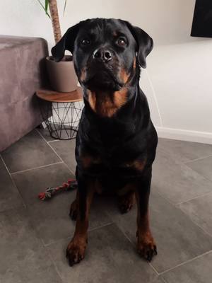 A post by @tyra_rotti on TikTok caption: Sächsische Spezialität 😆  #sächsischespezialität#u#funnysound#rotti#rottweiler#dog#haha#fypシ#lustig#uffschnitt