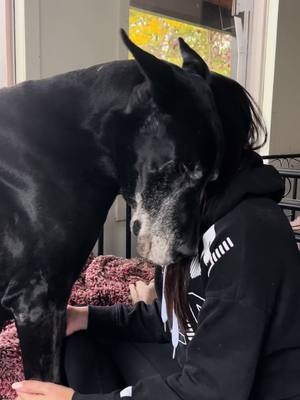 A post by @jonniedanes on TikTok caption: This is eleven. #Love #eleven #greatdane #mygirl #bestfriend #fyp #emotional #fypage #lovehate #greatdanesoftiktok #dogs 