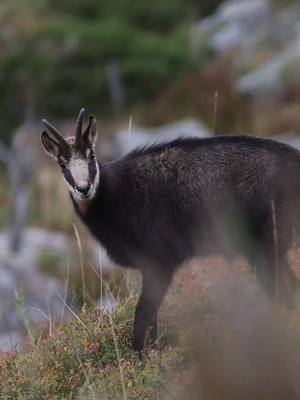 A post by @cleement12 on TikTok caption: Le chamois, emblème de nos Montagnes Françaises ⛰️🇫🇷🌳 #forest #wildlife #nature #fyp 