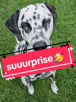 A post by @mel_bru80 on TikTok caption: 🥳❤️Heute wird Lars 6 Jahre alt❤️🥰❤️ #birthday#birthdayboy#dalmatianlars#larsemmchen#dalmatian#foryou#fürdich#birthdayparty 