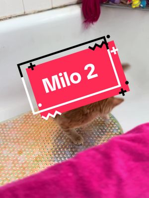 A post by @aprillynsunderland on TikTok caption: Milo at again #fypシ #peaceandlove #enlightened #mentalhealthmatters