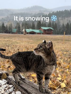 A post by @mianotta on TikTok caption: It is snowing ❄️ #snowing #mountainslife #cats #spiritualtiktok 