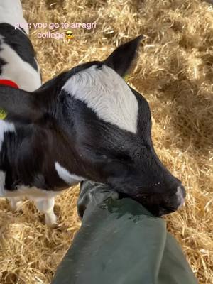 A post by @_celynrees on TikTok caption: #agricollege #farming #fyp #agriculture #agri #yfcdoitbest #foryou #Wales #glynllifon #agric #agrispec #welsh #farmersdaughter #foryoupage 