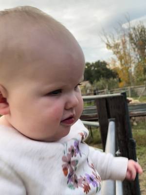 A post by @waterbearops on TikTok caption: A girl and her cows… #cows #cute #cowgirlintraining #daddysgirl #livestock 