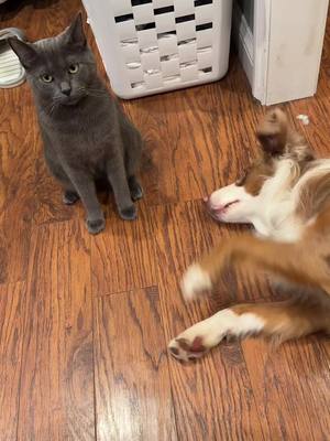 A post by @ridgetopaussies on TikTok caption: Play with me! 🥰 #australianshepherd #catsoftiktok #itsmehiimtheproblemitsme #besties 