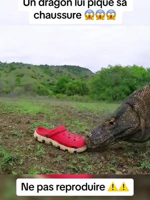 A post by @doc.nature on TikTok caption: Il veut lui piquer sa chaussure !! #animal #reportage #dragonkomodo #animaux 