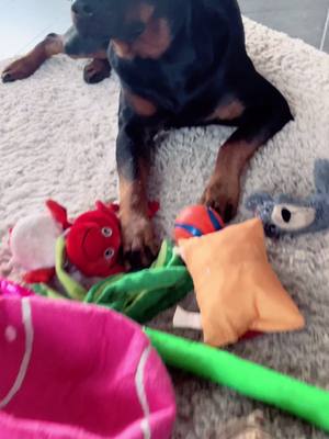 A post by @tyra_rotti on TikTok caption: Einen Moment alleine gelassen 😄😂  #spielzeugausgeräumt#kistegeleert#toys#rotti#rottweiler#dog#dogtoy#hundhatlangeweile#rottweilersoftiktok#fyp#funnymoments#fyp