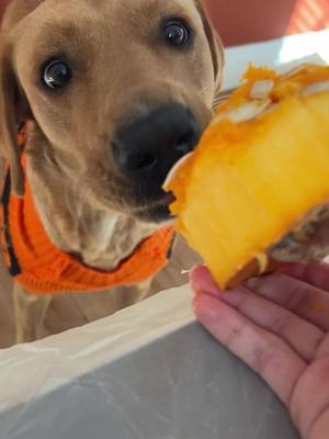 A post by @otis_thelab on TikTok caption: Happy Halloween 🎃👻 #dog #pumpkin #halloween #pumpkincarving #halloweendog #dogsoftiktok #puppy #Love #autumn #halloweenseason #spookyseason 