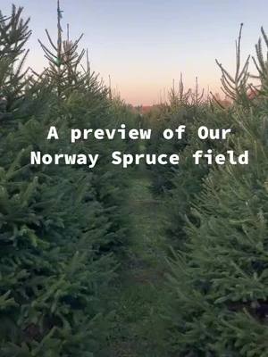 A post by @pioneertrailstreefarm on TikTok caption: Don’t forget to stop by our Norway Spruce field!! #pioneertrailstreefarm #tiktoktreefarm #trees #trending #PTTF #christmas #farm #norway