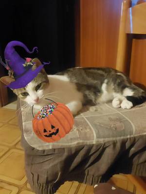 A post by @mariamirabellii on TikTok caption: #halloween#cat🤣