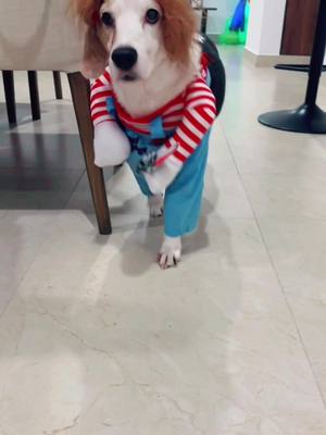 A post by @lucas.thebeagle on TikTok caption: Chucky anda suelto 🔪👻 #TikTokHalloween #lucasthebeagle #dogsoftiktok #fypシ 