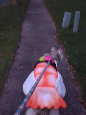 A post by @meelerhusky on TikTok caption: trick or treat #huskiesoftiktok #dogs #fluffmaster10000 #siberianhusky #halloween2023 #halloween 