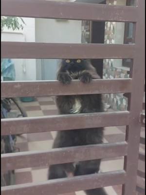 A post by @raysumra on TikTok caption: #Smokey #cat #kids #trending #viralvideo #viraltiktok