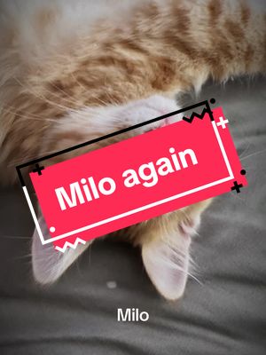 A post by @aprillynsunderland on TikTok caption: #fyp #milo #orangetabbycatsoftiktok