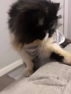 A post by @liseth_leyva on TikTok caption: 🐈‍⬛🤦🏻‍♀️🐶 #parati #fyp #explorepage #sylvesterthecat #grumpycat #chihuahua #talkingdog #perroquehabla #trickortreat #viralvideo #tiktok