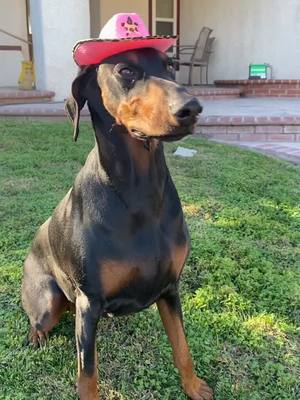 A post by @serenaas17 on TikTok caption: Barbs #doberman #fyp #barbie #cowgirl #dogsoftiktok 