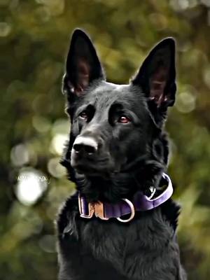 A post by @animals.x.king on TikTok caption: Black German shapherd #xybca #fyp #dog #germanshepherd #Edit #animals #trend #fyp 