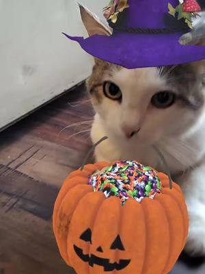 A post by @jojikat on TikTok caption: joji says trick or treat🎃#joji #jojikat # Halloween #trickortreats 