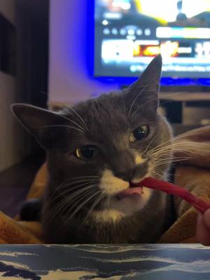 A post by @heyitslee_bekind on TikTok caption: Don’t worry, he didnt eat any 🥴. #cats #twizzlers #nontoxic #learnsomethingnew #meow