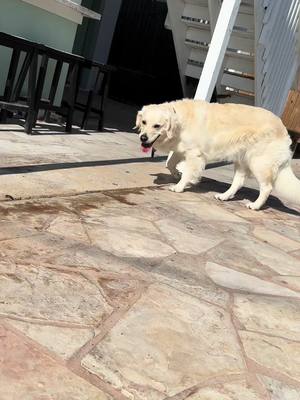 A post by @bindithegolden on TikTok caption: A normal day in bindis world :) #goldenretriever #puppy #dogsoftiktok #foryou #dog 