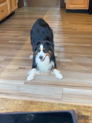 A post by @ridgetopaussies on TikTok caption: #epro #eproselect #samsclub #australianshepherd #miniaussie 